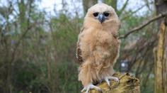 Zoo Praha jako první na světě rozmnožila rybožravou sovu. Mládě se má čile k světu