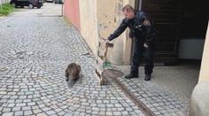 Nečekaný návštěvník překvapil Třebíč. Strážníci odchytávali zatoulaného bobra
