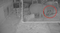 Unikátní video! Pražská zoo ukázala, jak přišla na svět malá slonice