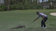 Nechtěná návštěva na golfu. Na greenu se objevil aligátor, hráč ho zahnal