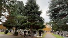 Lidé podepsali petici proti kácení jedle. Město ji chce odstranit kvůli nebezpečí