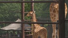 Ostravská zoo slaví. Po 11 letech se tam narodilo mládě žirafy