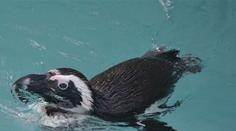 Zoo v Ústí poprvé ukázala vzácné tučňáky, v Česku je chová jediná