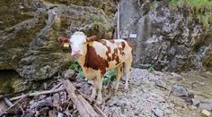 Kráva uvízla na ferratě ve Slovenském ráji. Nechali ji utratit, lidé zuří