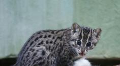 Děčínská zoo slaví úspěch! Narodila se tam vzácná koťátka