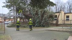 Na dítě v kočárku v Brně spadl strom, zemřelo. Vše řeší policisté