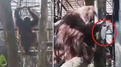 Orangutan si chtěl nasadit roušku. Tak úplně se to nepodařilo