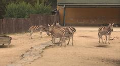 Liberecká zoo se pyšní nejen bílými tygry. Chovají i další ohrožené druhy