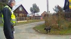 V Ostravě našli zbídačeného psa. Páníček mu svazoval packy, aby neutíkal