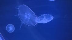 Na Pankráci září mořský plankton. Vidět ho lze jen za tmy a v pohybu