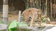 Tygr v zoo roztrhal dětského herce. Mladík hrál v několika seriálech