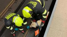 Děs v pražském metru: Před přijíždějící vlak spadla nevidomá dívka i se psem
