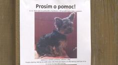 Pomozte při hledání psa! Majitelce ukradli čtyřnohého miláčka z auta!