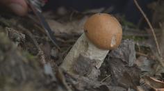Plánujete vyrazit na houby? Pospěšte si, příští týden už jich asi moc nenajdete