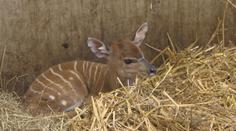 Jihlavská zoo hlásí další přírůstky. Nejvíce se rozrostla klokaní rodinka