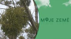 Jmelí ničí stromy stále víc. Arboristé v Moravskoslezském kraji si neví rady