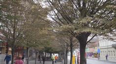 Stromy v centru Ústí nad Labem umírají. Firma je zasadila i s obaly