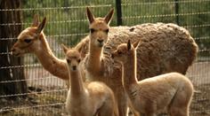 Agresivní psi rozsápali v brněnské zoo dvě mláďata lamy!