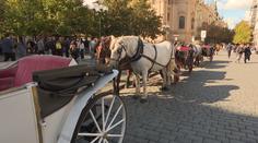 Praha chce z centra dostat fiakristy. Koňské kočáry vozí turisty načerno