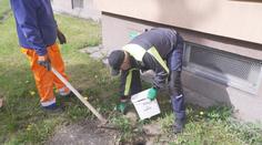 V Česku odstartovaly plošné deratizace potkanů. Hlodavci zamořili řadu měst