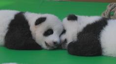 Pandí mláďata slavila Národní den v Číně. O diváky nebyla nouze