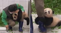 Video, které obletělo svět! Panda se drží svého ošetřovatele jako klíště