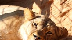 Smutná zpráva ze zoo Plzeň: Lvice Neyla týden po porodu zemřela
