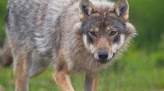 Neštěstí v zoo. Ženu napadla rozzuřená zvířata, skončila v nemocnici