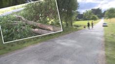 Jedno z dětí, na které spadl strom při vycházce školky, zemřelo!