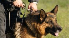 Nešťastný incident při pátrání. Policejní pes zranil malé dítě