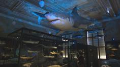 Národní muzeum láká na realistická zvířata. Zpět je kostra velryby