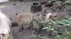 V pražské zoo se narodila mláďata kapybary. Budou k vidění jen pár měsíců