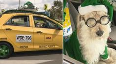 Vánoční taxi: Po městě jezdilo auto se psím Santa Clausem