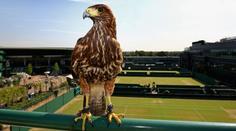 Ve Wimbledonu ukradli jestřába Rufuse, hlídače hlavního kurtu