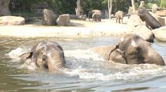 Zvířata v zoo kvůli vedru trpí. Špatně jsou na tom sloni i lední medvědi