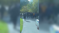 Z dodávky na Děčínsku vyběhlo 30 migrantů. Policie chytila tři, další hledá