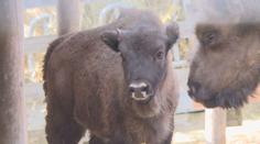 Táborská zoo má nové zubří mládě. Jméno vybrali fanoušci