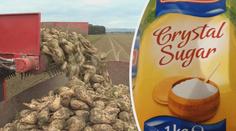Z trhu mizí český cukr! Pěstovat řepu se nevyplatí, cena klesla už příliš