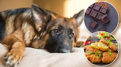 Mazlíčci mohou o Vánocích trpět! Veterináři radí, jak tomu předejít