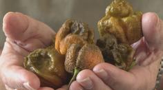 Nová nejpálivější chilli paprička. Měl jsem křeče přes hodinu, řekl pěstitel