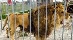 Tragédie ve slovenské zoo: Muž šel nakrmit lva. Šelma ho zabila