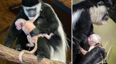 V pražské zoo se narodilo další mládě oblíbené opičky! FOTO