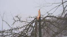 Námraza zlámala stromy v Krušných horách. Tohle jsme nezažili, tvrdí lidé
