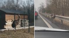 Zmatený pštros potrápil řidiče na Českolipsku. Majitele našli, pták uniká