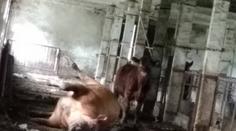 Horor v kravíně: Mrtvé zvíře leželo vedle ostatních, lidé si stěžují!