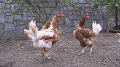 Drahota potravin dohnala Čechy k pěstování zeleniny i chování zvířat