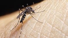 Českem se šíří nebezpeční komáři. Přenáší horečku dengue i další nemoci