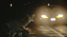 Srážky se zvěří jsou v zimě častější. Policie radí, jak se při nehodě zachovat