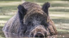 Žádná lvice, ale divočák! Obří blamáž německé policie u Berlína