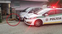 Cyklistu pohryzal staford, přivolaní policisté psa zastřelili